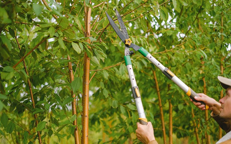 Tree trimming in Rowlesburg, WV